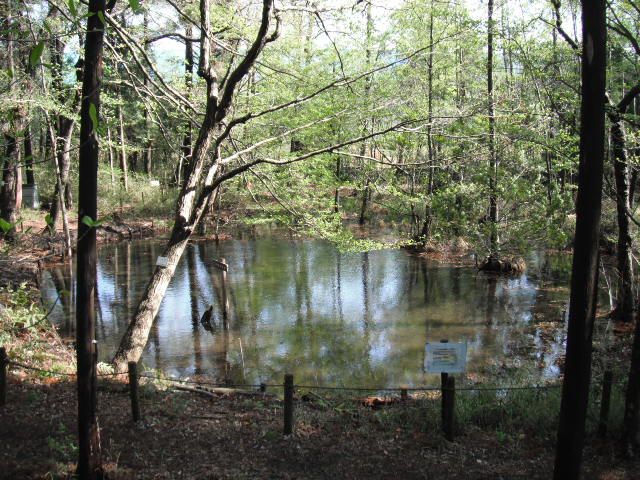 特定非営利活動法人　こんぶくろ池自然の森の写真